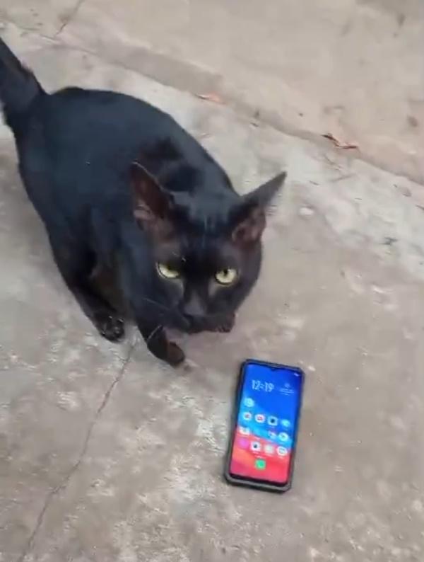 導演更上傳黑貓的影片,強調貓咪現況很健康。(X)