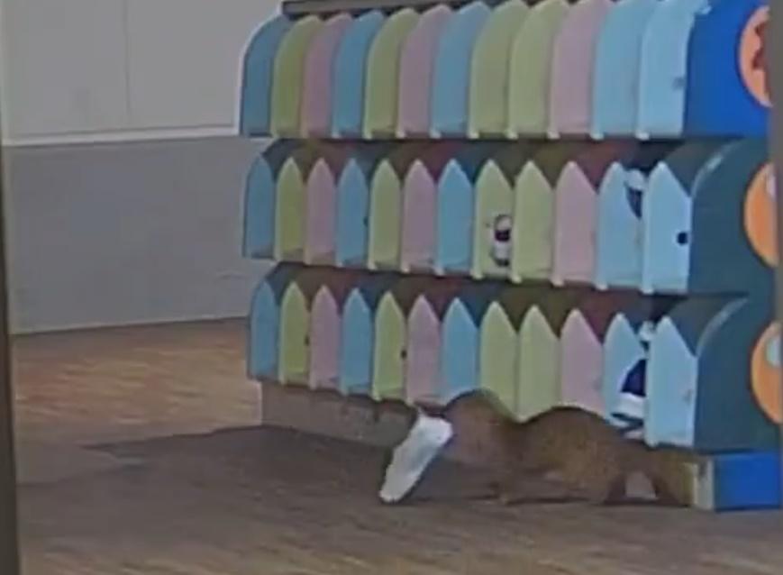 小鼬鼠在鞋櫃裡亂翻約10秒,便叼著一隻白色鞋,飛快地離開。(X)