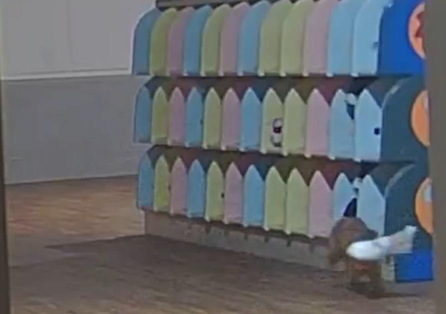 小鼬鼠在鞋櫃裡亂翻約10秒,便叼著一隻白色鞋,飛快地離開。(X)