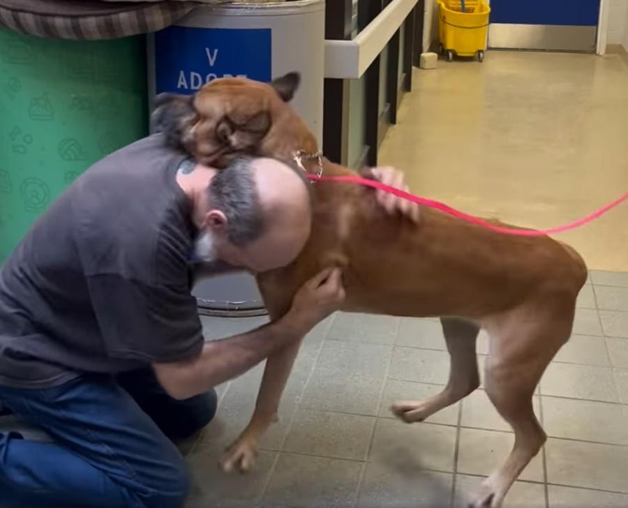 Minnie認出熟悉的聲線,開心暴衝到主人身邊又撞又 跳,尾巴猛力搖擺,發出嚶嚶叫聲。(FB)