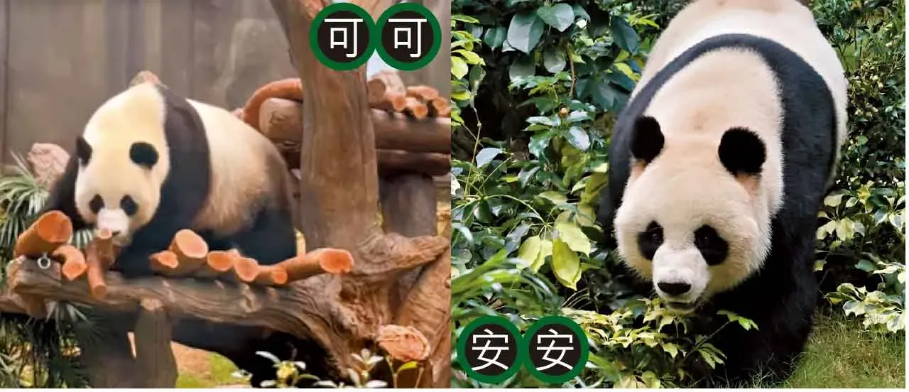 中央贈港大熊貓「安安」和「可可」將於12.8日與市民見面。(資料圖片)