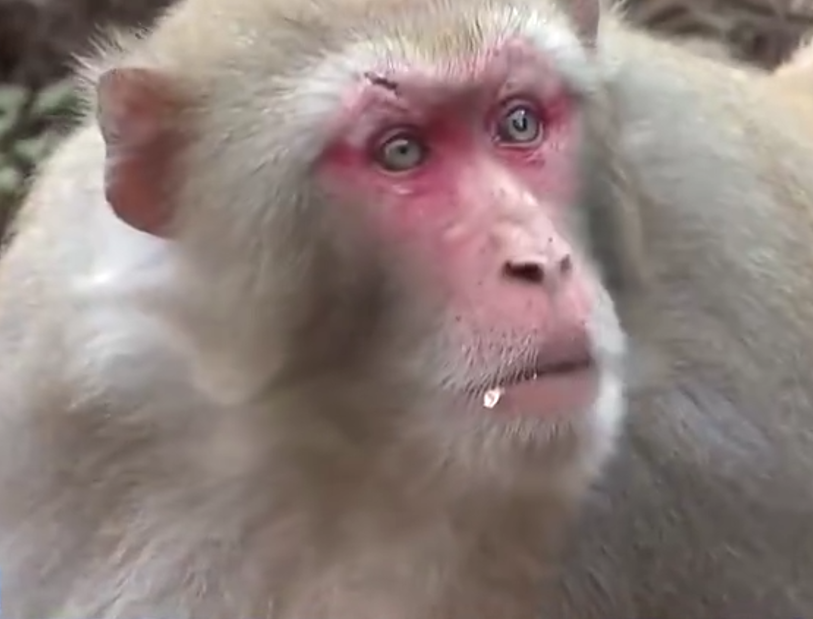 太行獼猴。(圖/翻攝自「央視新聞」)