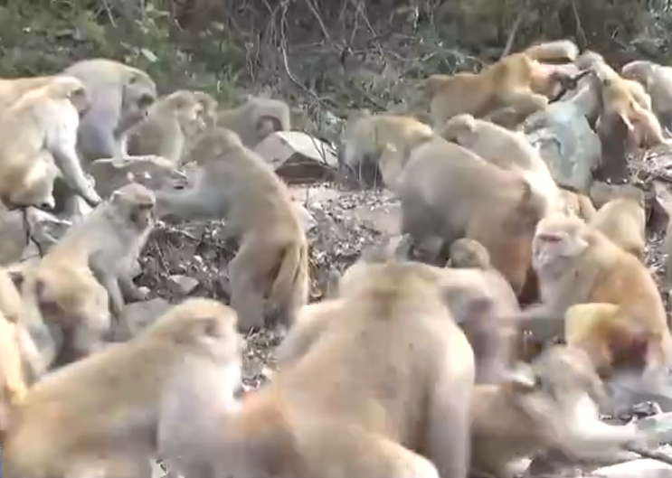 近日,內地太行山的雄性獼猴為爭奪權力大打出手。(圖/翻攝自「央視新聞」)