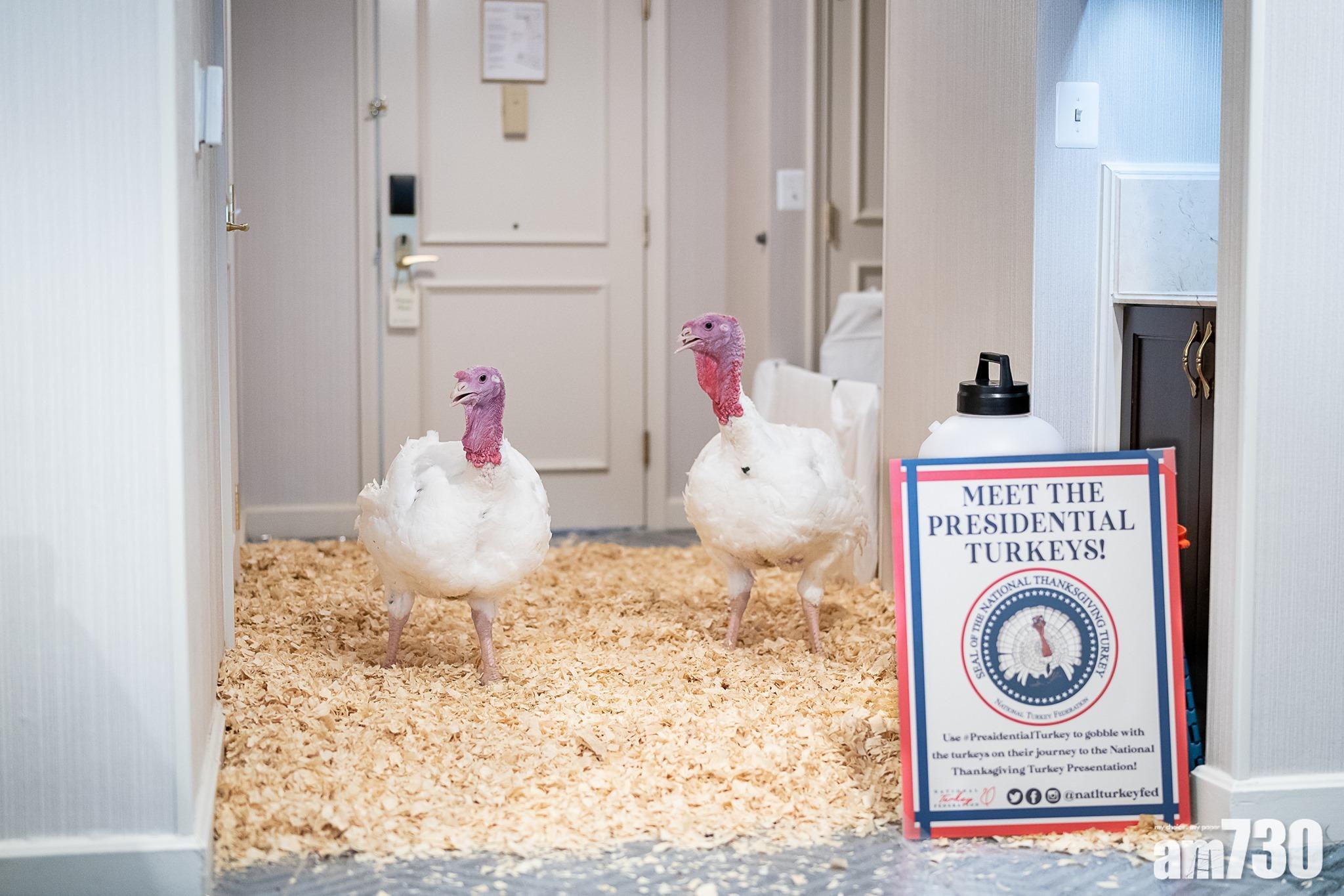 每年感恩節前夕,美國總統會舉辦赦免火雞的儀式,讓火雞免於被宰殺,這已成為一項有趣的習俗。