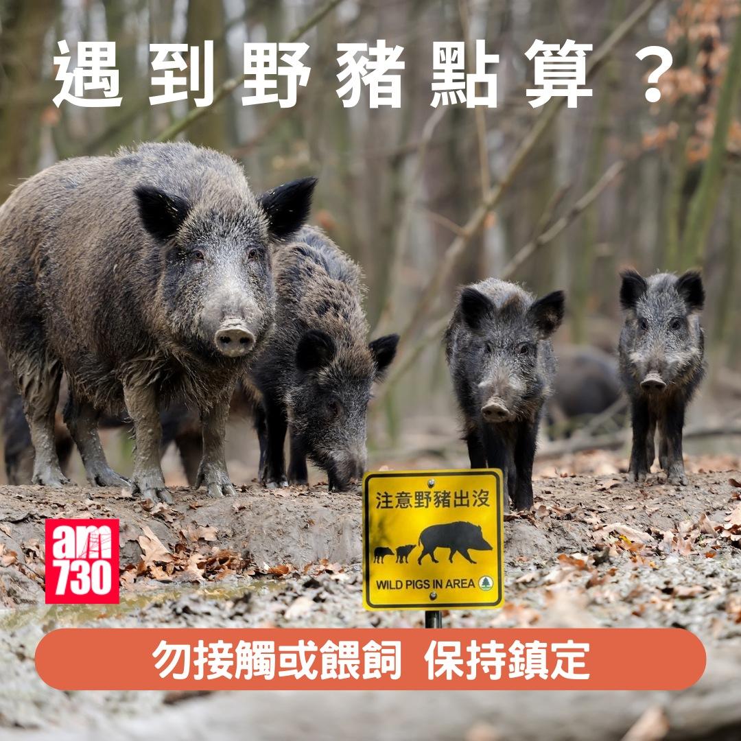 遇到野豬點算?勿接觸或餵飼保持鎮定(am730製圖)