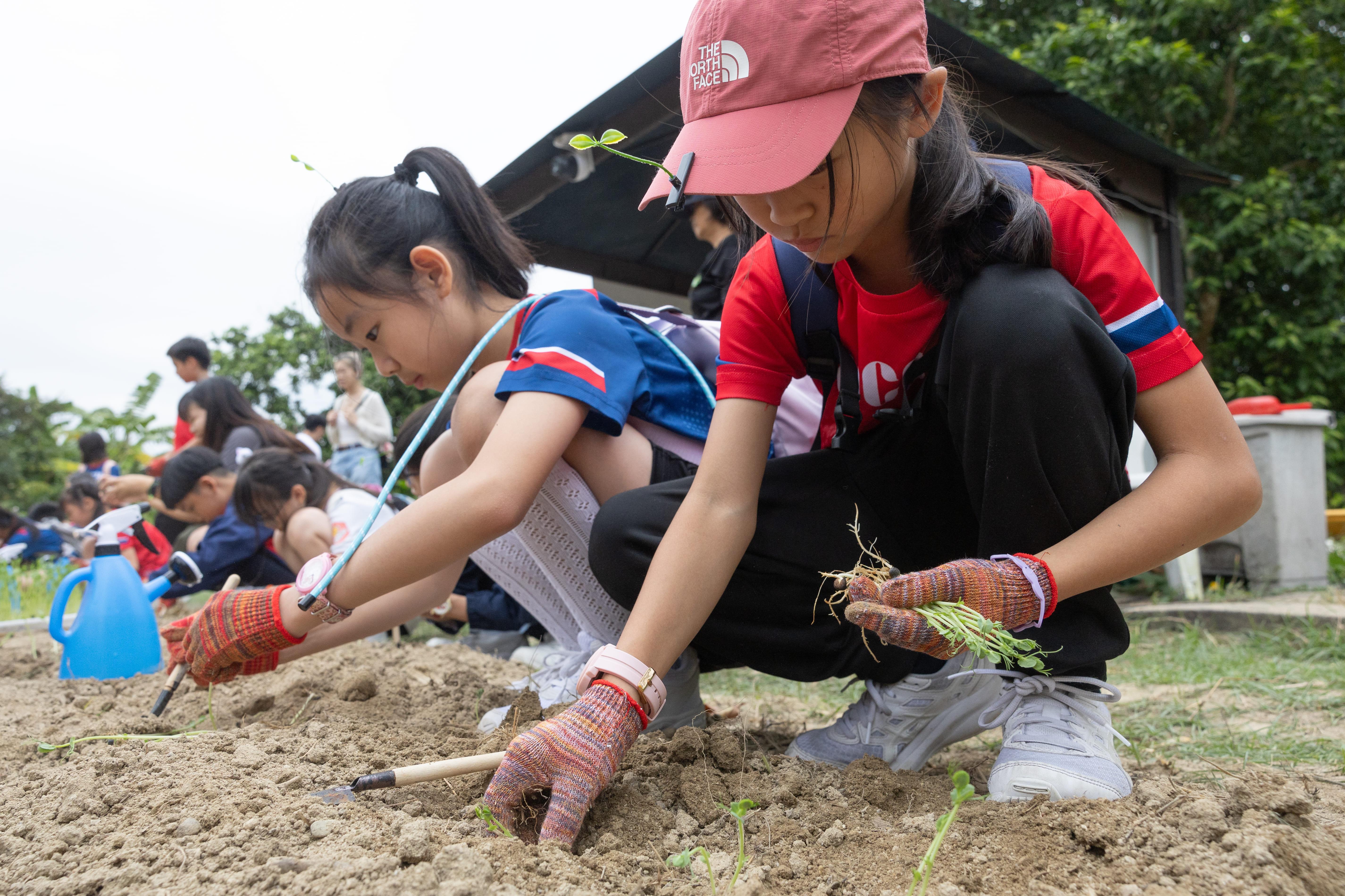 小朋友在活動當日,變身為小小農夫,親手種植碗豆,感受種植的樂趣。