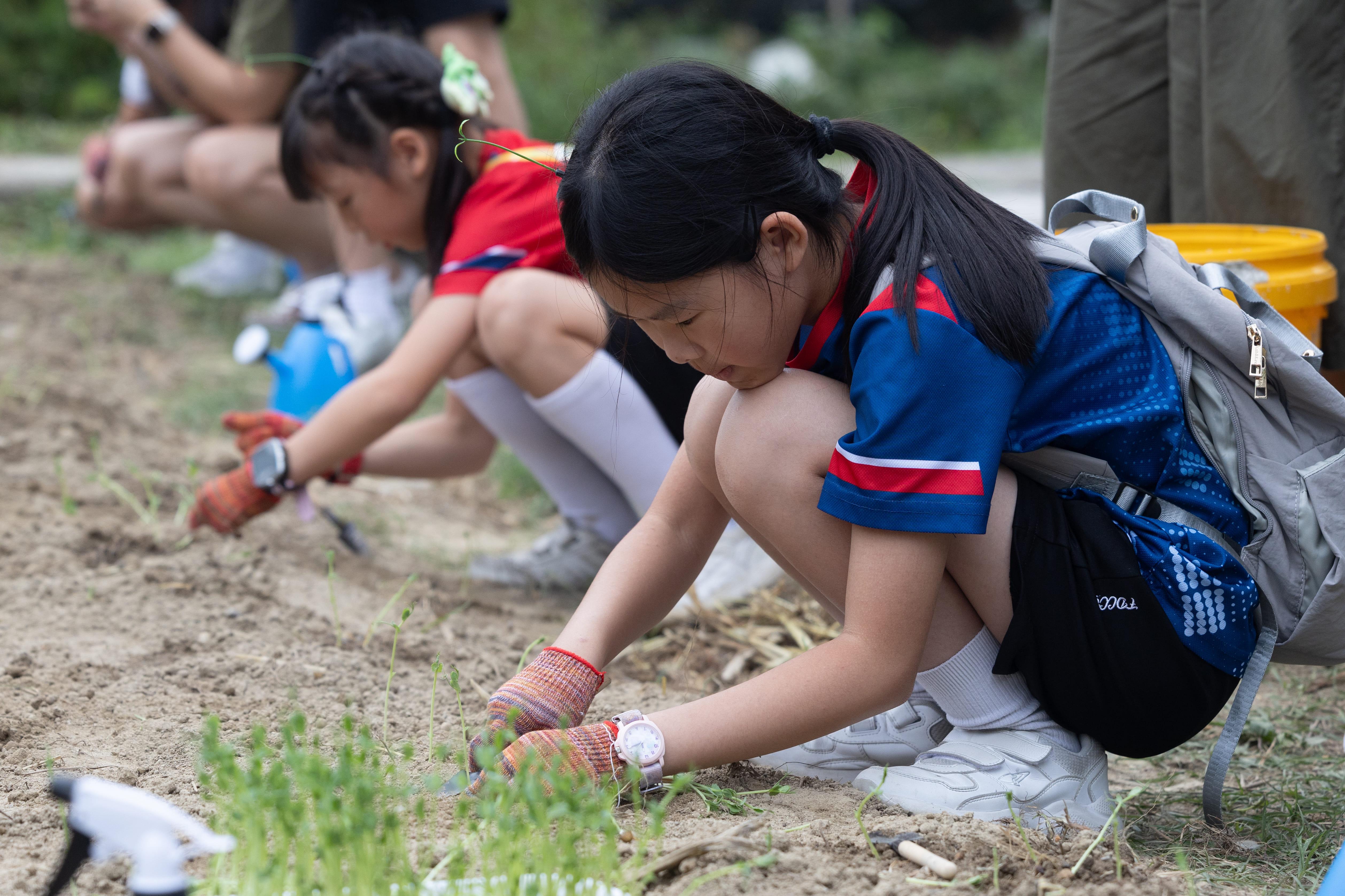 小朋友在活動當日,變身為小小農夫,親手種植碗豆,感受種植的樂趣。