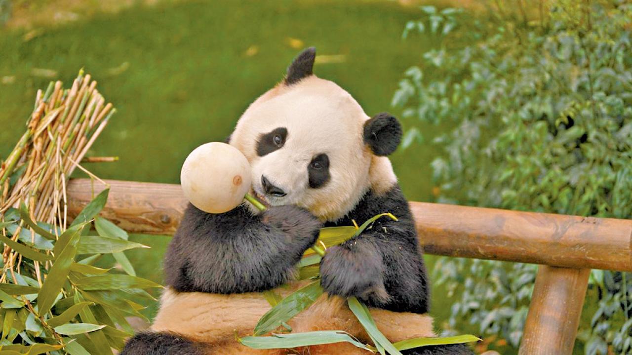 《再.見熊貓福寶》