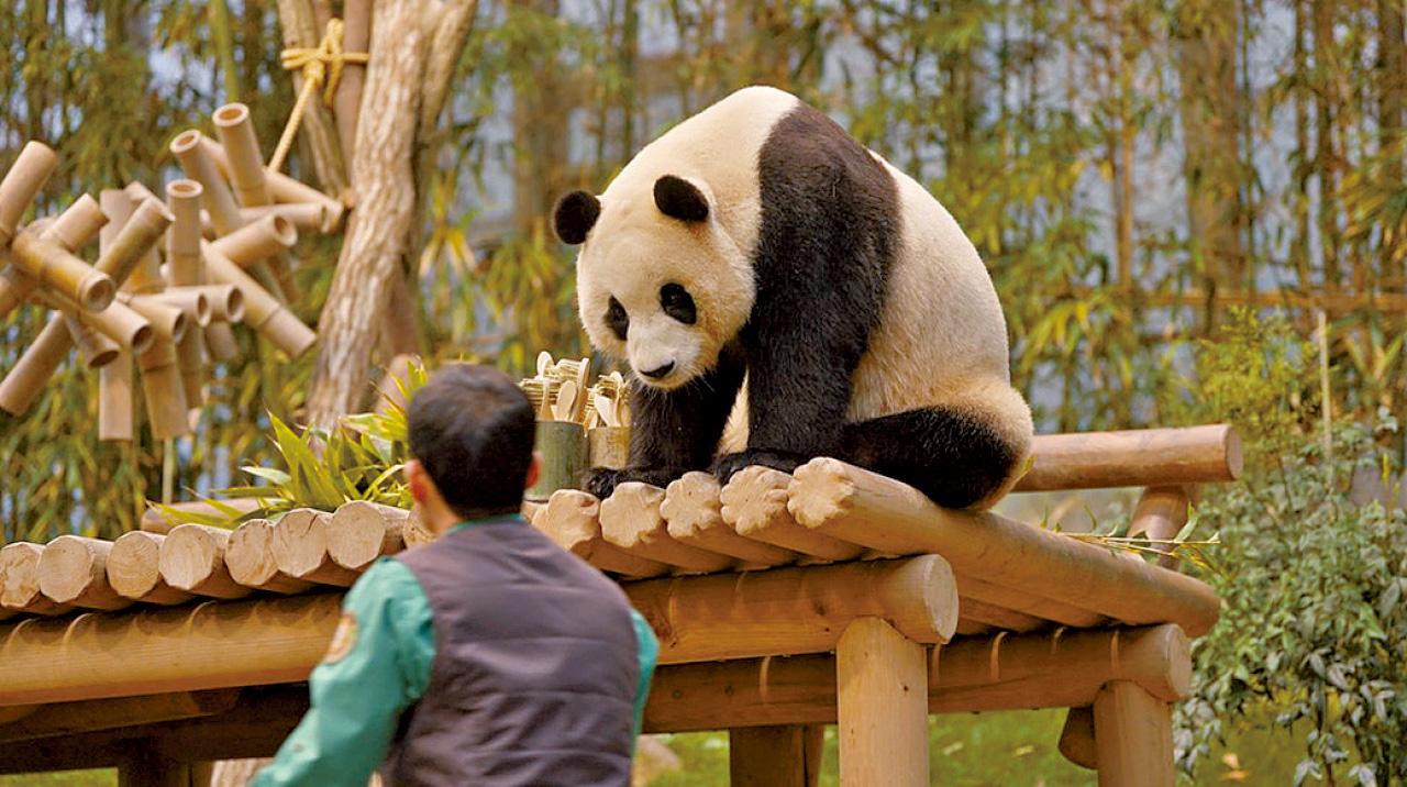 《再.見熊貓福寶》