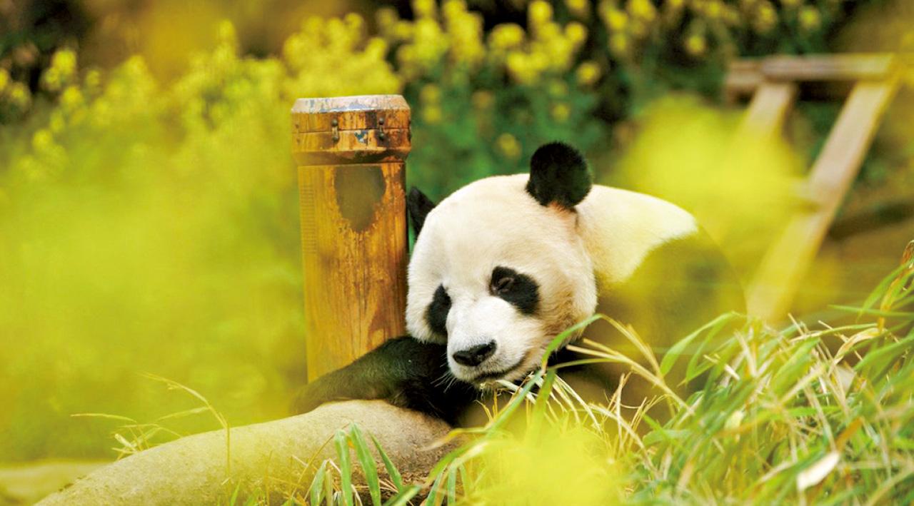 《再.見熊貓福寶》