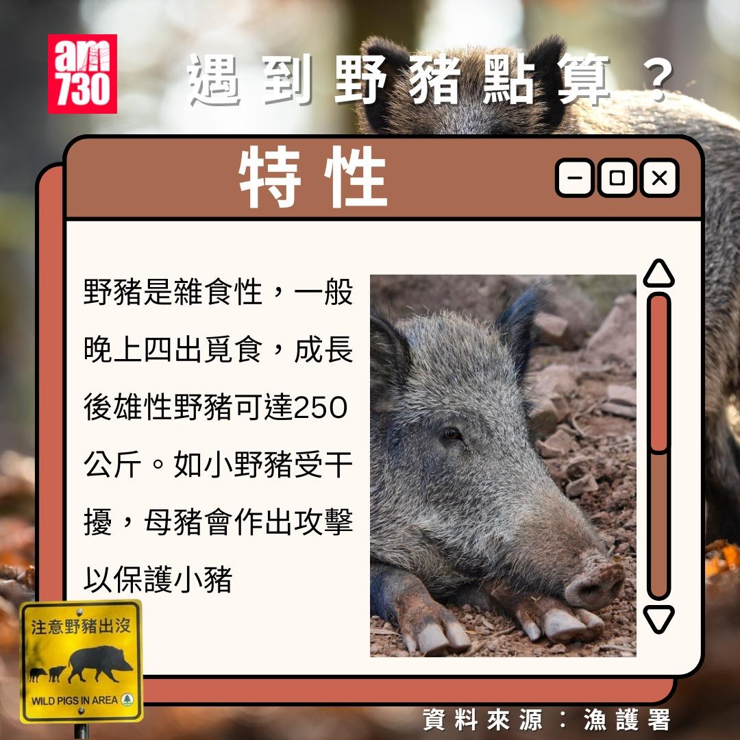 遇到野豬點算?勿接觸或餵飼保持鎮定(am730製圖)
