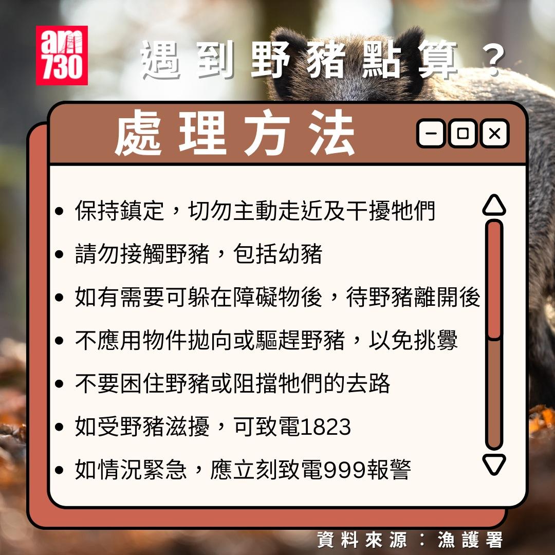 遇到野豬點算?勿接觸或餵飼保持鎮定(am730製圖)
