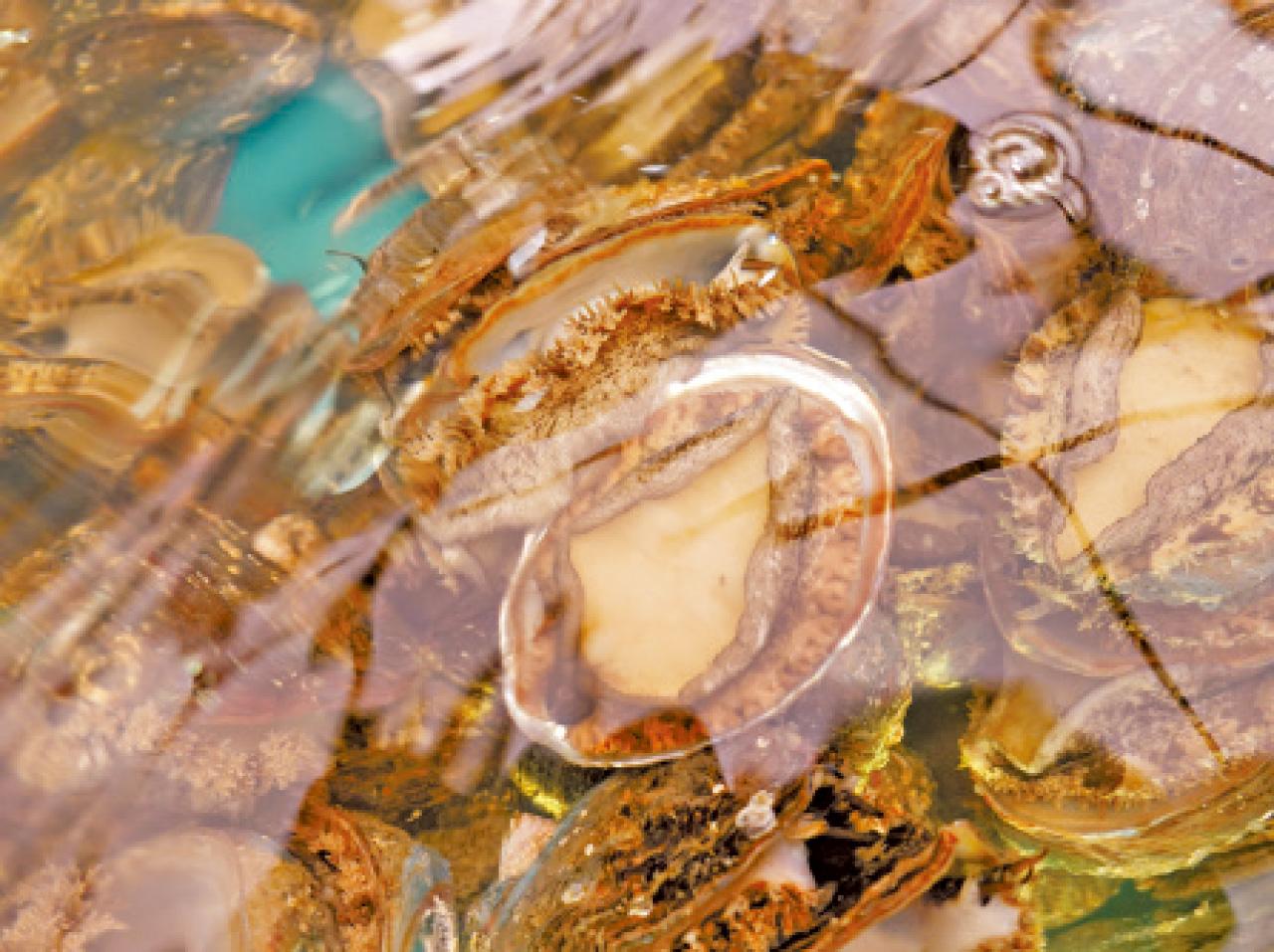 千海水產荃灣分店