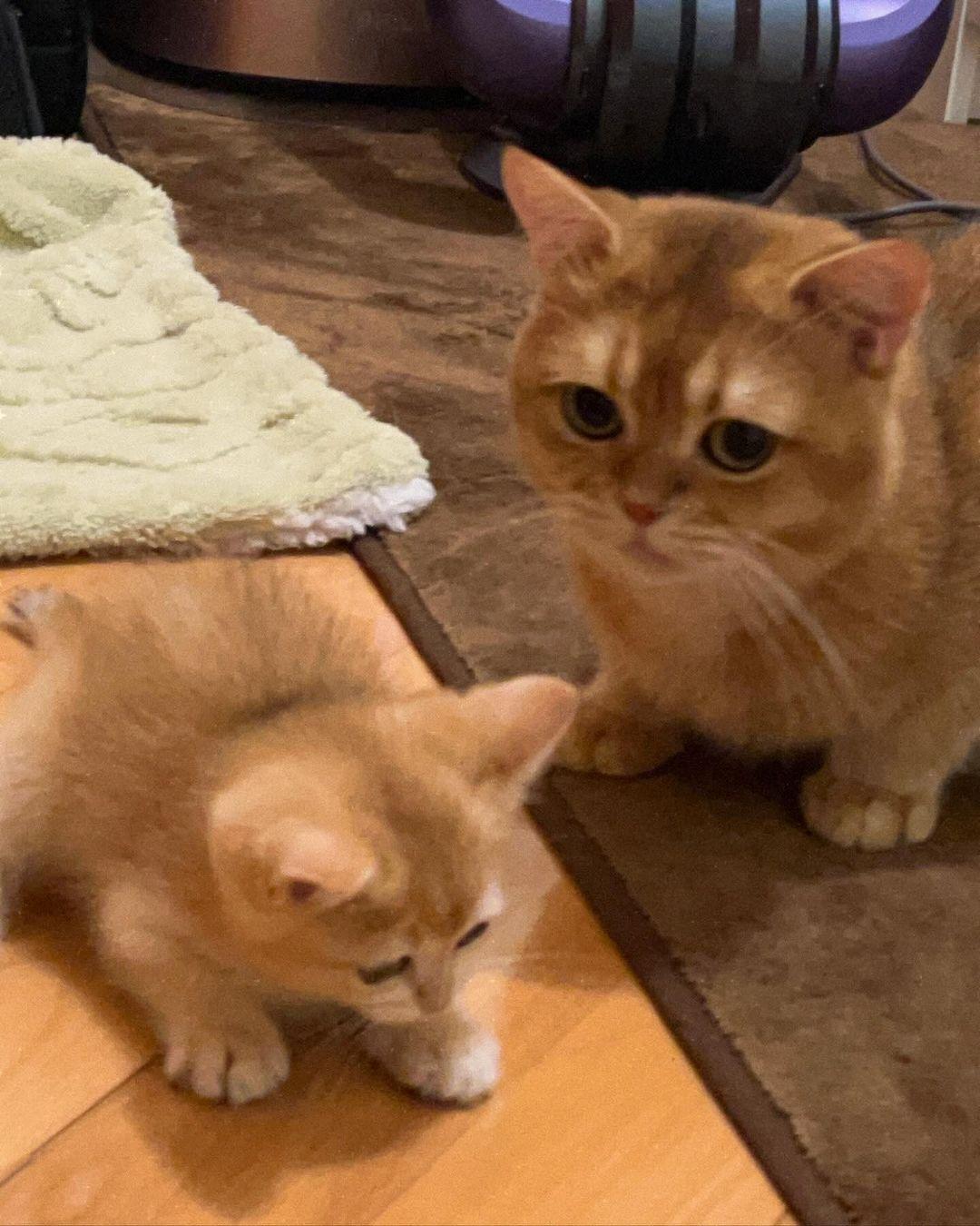 炎三科對細B看似不太抗拒。