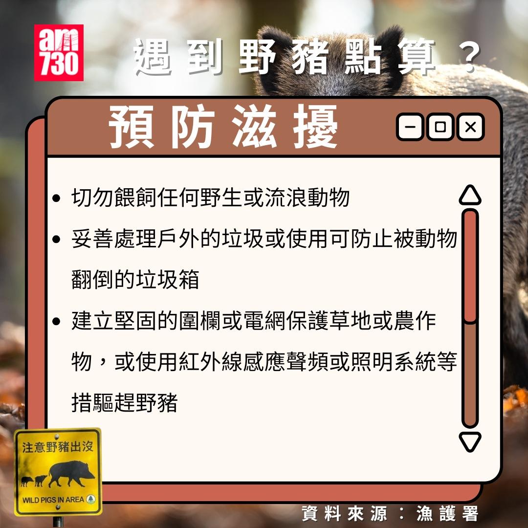 遇到野豬點算?勿接觸或餵飼保持鎮定(am730製圖)