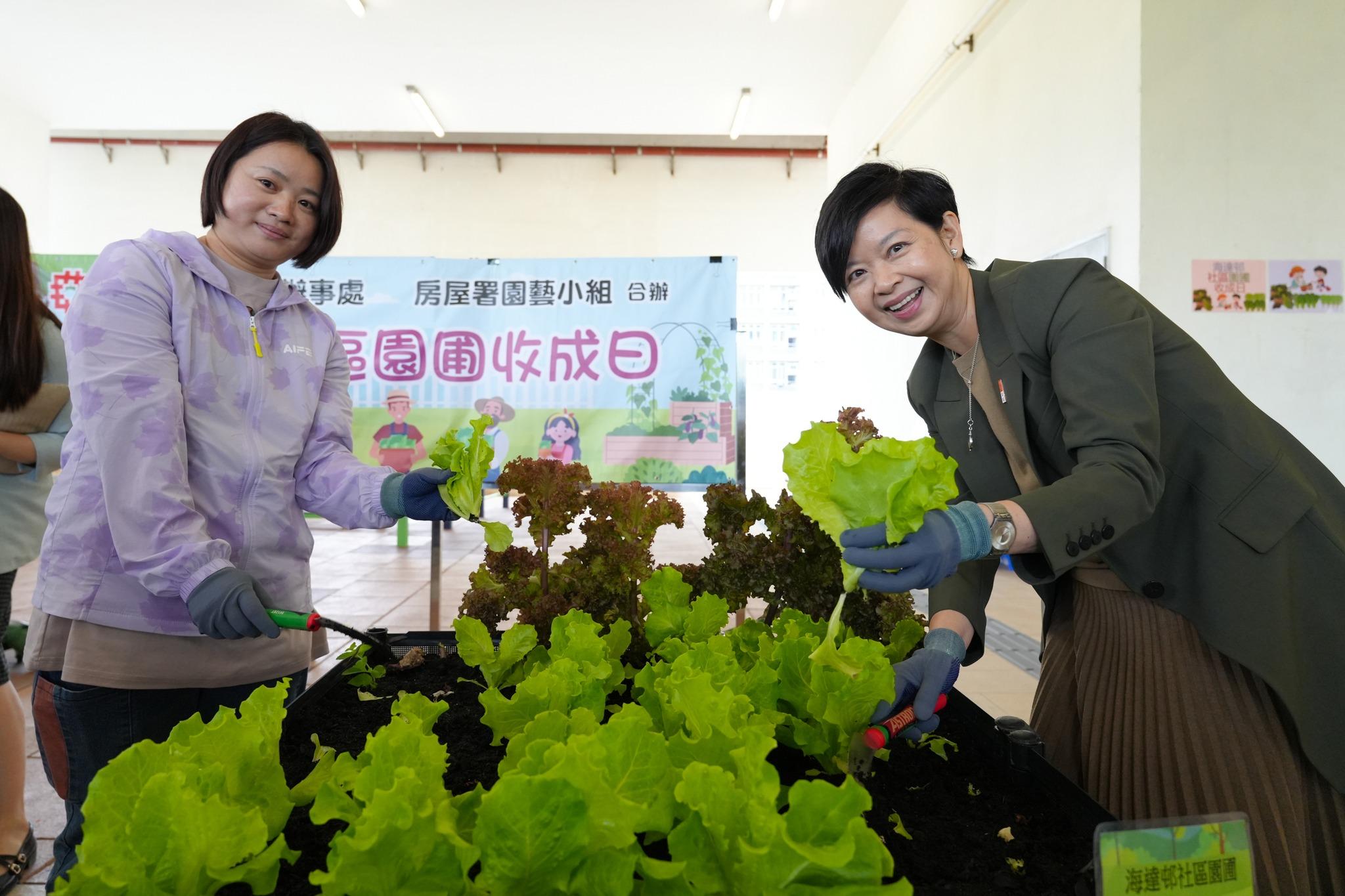 何永賢(右)參與海達邨社區園圃收成日。(何永賢FB)