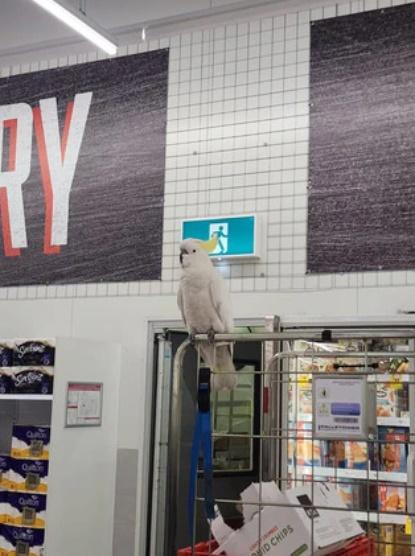 人們相信可能因為樓底太高、出口太低、能離開的地方都太多人,令Mickey遲遲未能飛出購物中心。(X)