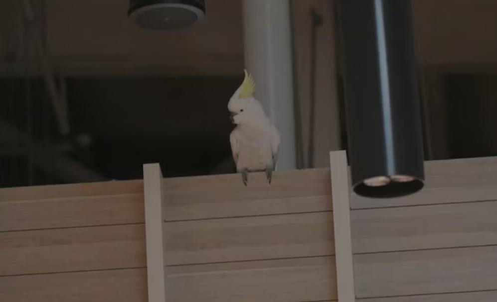 當地居民嘗試捕捉Mickey逾20次,但每次都以失敗告終。(X)