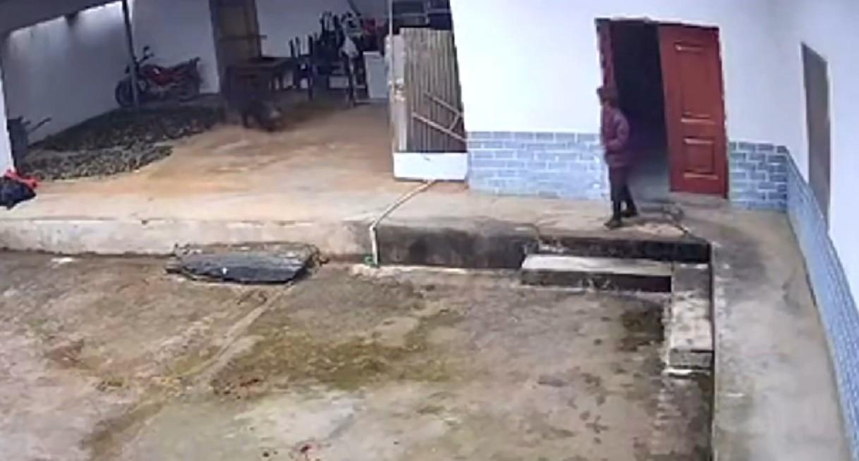 野豬在後院左方,與老婦人相距幾米。