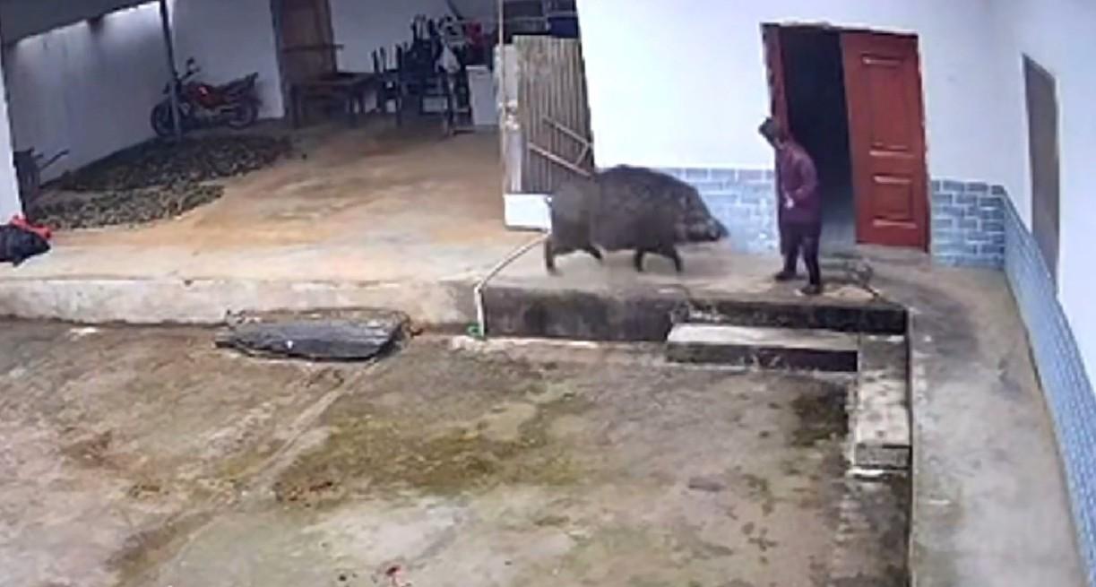 野豬在後院走近老婦人。