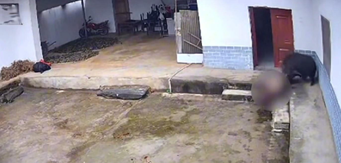 野豬撞飛老婦人後撕咬近廿秒。