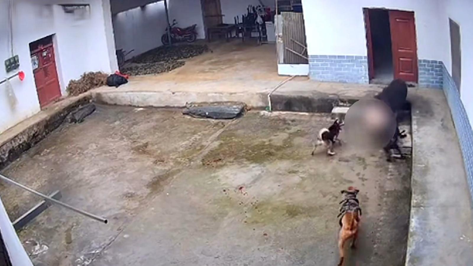 野豬撞飛老婦人後撕咬近廿秒,3隻狗上前但未能阻止野豬攻擊。