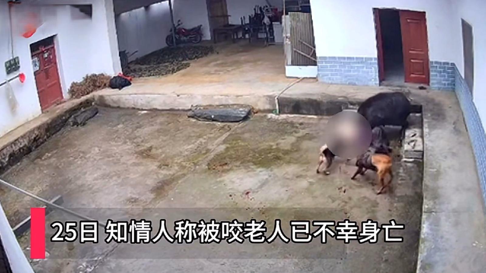 老婦人因被野豬攻擊,失血過多而死亡。