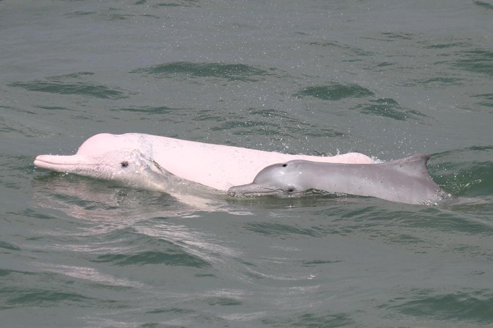 圖示棲息於大嶼山水域的中華白海豚。(政府新聞處圖)