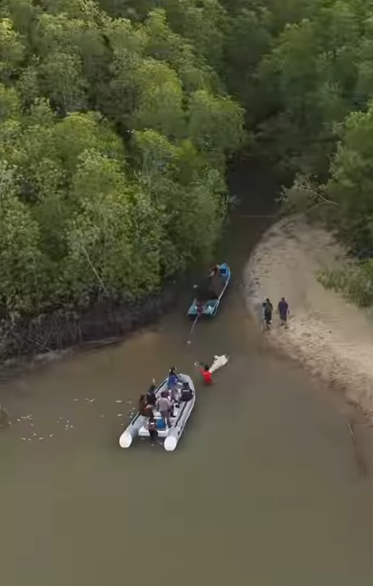 布吉島驚現「美人魚」儒艮無頭浮屍,當局派人把屍體拖走。
