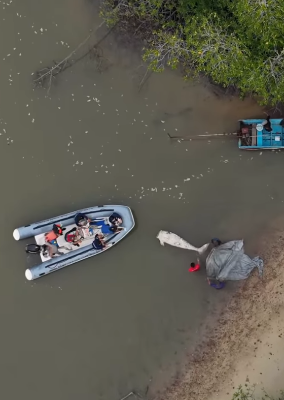 布吉島驚現「美人魚」儒艮無頭浮屍,當局派人把屍體拖走。