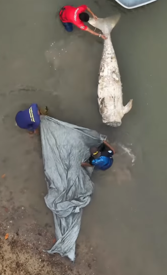 布吉島驚現「美人魚」儒艮無頭浮屍,估計已死亡4至5天。