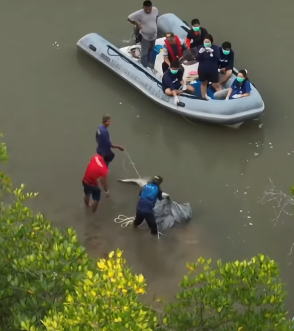 布吉島驚現「美人魚」儒艮無頭浮屍,該儒艮已成年,長約2.2公尺。