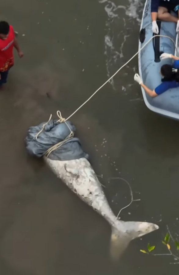 布吉島驚現「美人魚」儒艮無頭浮屍,重約250公斤。