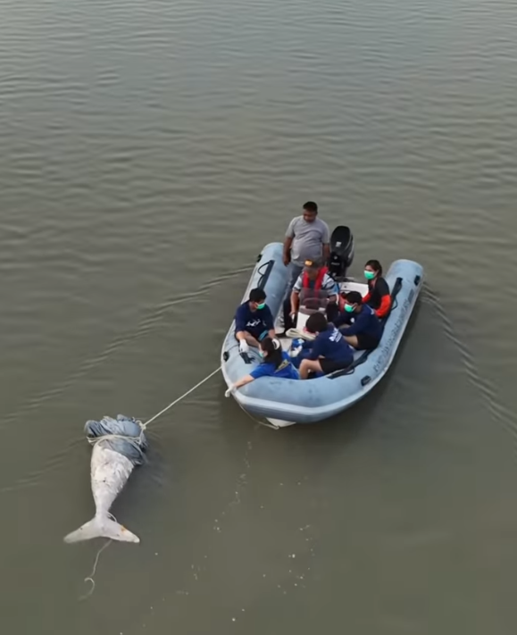 布吉島驚現「美人魚」儒艮無頭浮屍,頸部有刀傷。