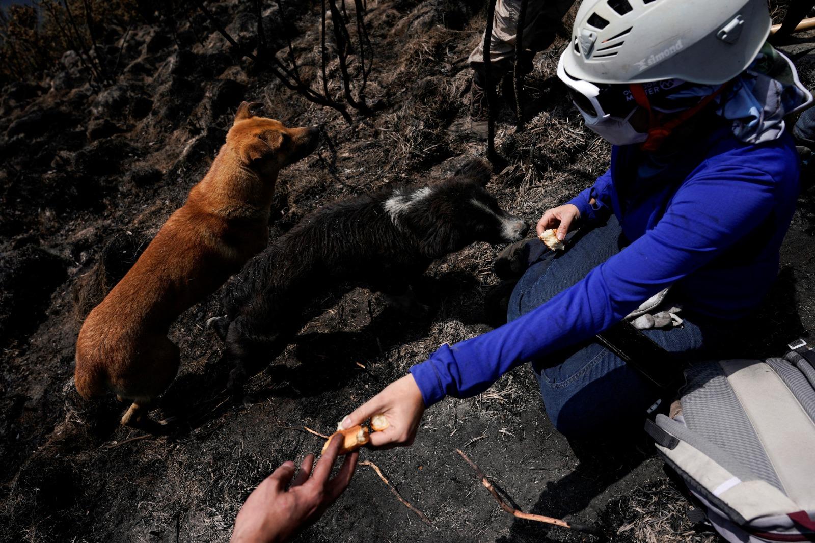 厄瓜多爾昆卡的卡哈斯國家公園一帶山火,消防員出動救火。(路透社)