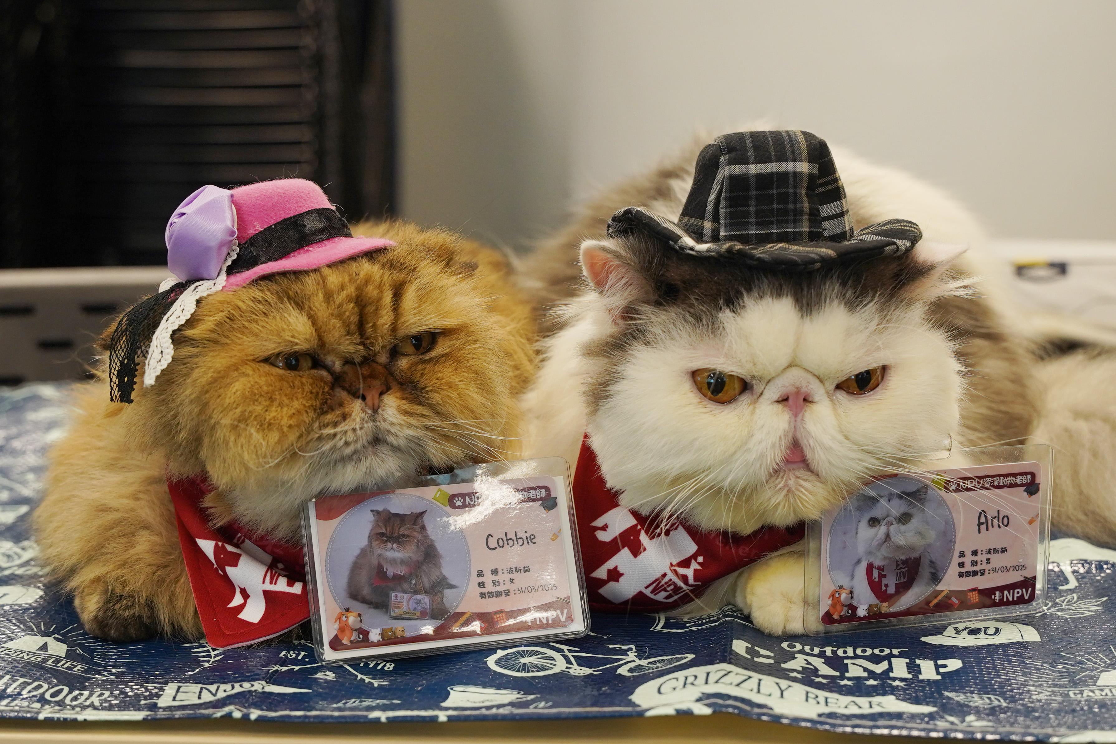 兩隻「貓醫生」Arlo 和Cobbie都是被遺棄的動物,牠們已通過考試及評估的合資格,具有豐富的「行醫」經驗。