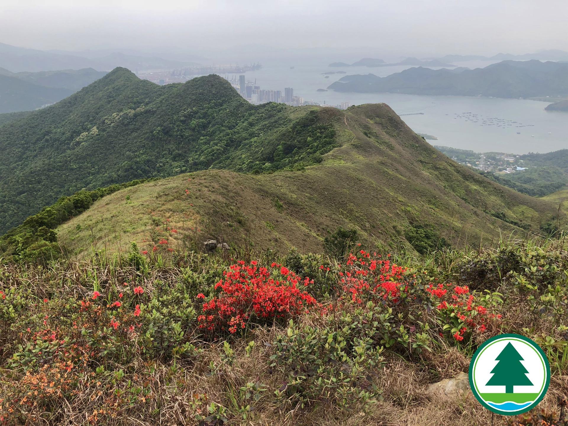 紅花嶺郊野公園路線|紅花嶺郊野公園山巒起伏連綿,每年春天,紅花嶺山頭上都會紅杜鵑盛開,漫山映紅,別具特色。(圖片來源:漁農自然護理署網站)