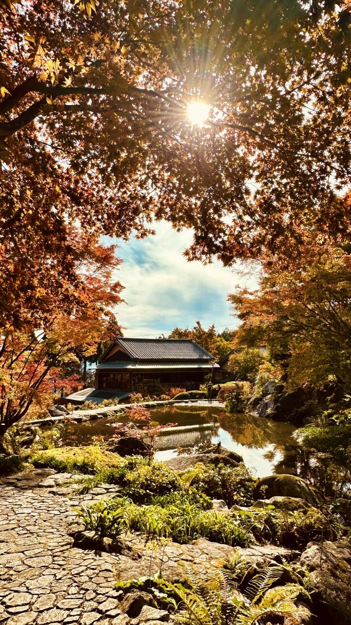 佐賀環境藝術之森種植超過一萬棵以上的楓樹,滿山赤紅金黄外,還可拍到紅葉倒映的打卡照。 (照片來源:日本見)