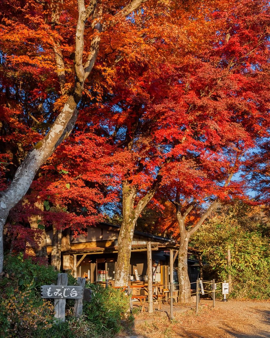 東京紅葉,東京近郊的高尾山是賞楓好去處,山止可見金黃色到深紅色不同顏色層次的楓葉, 而正在舉行的高尾山紅葉祭會到12月8日!(照片來源:istock)