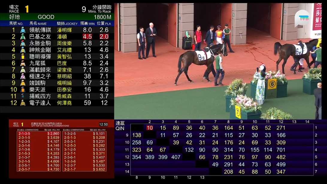 從賽馬節目見到七師傳到沙圈追住9號馬仔拍照。