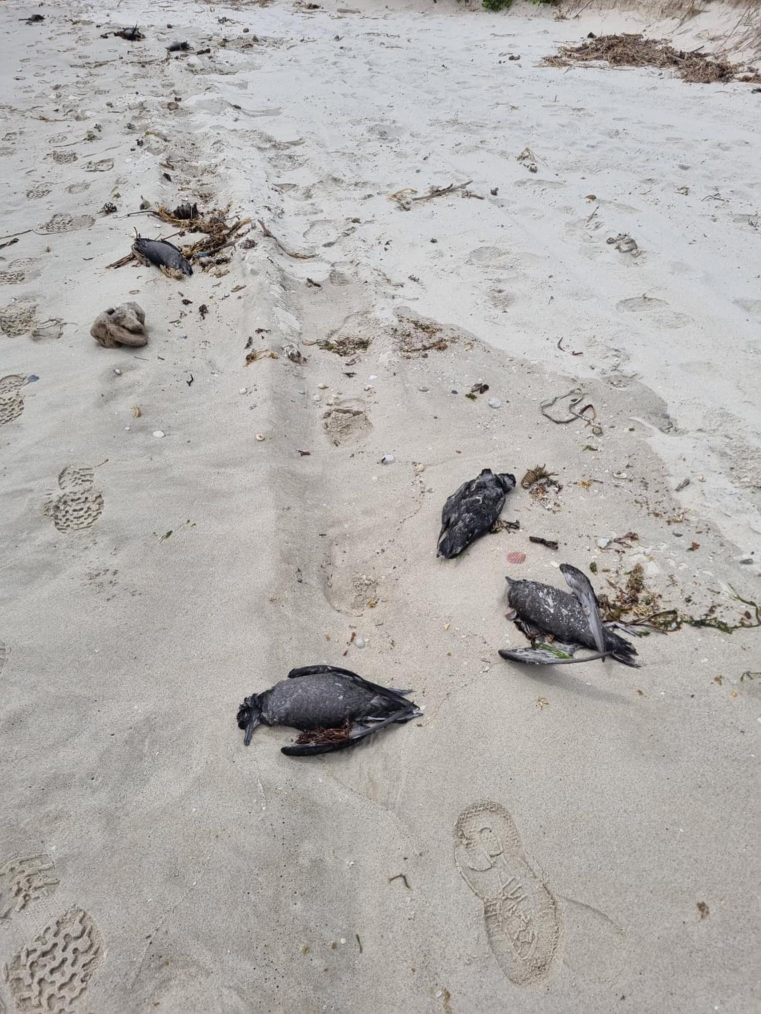 澳洲東部海灘近日發現大量短尾水薙屍體。(互聯網)