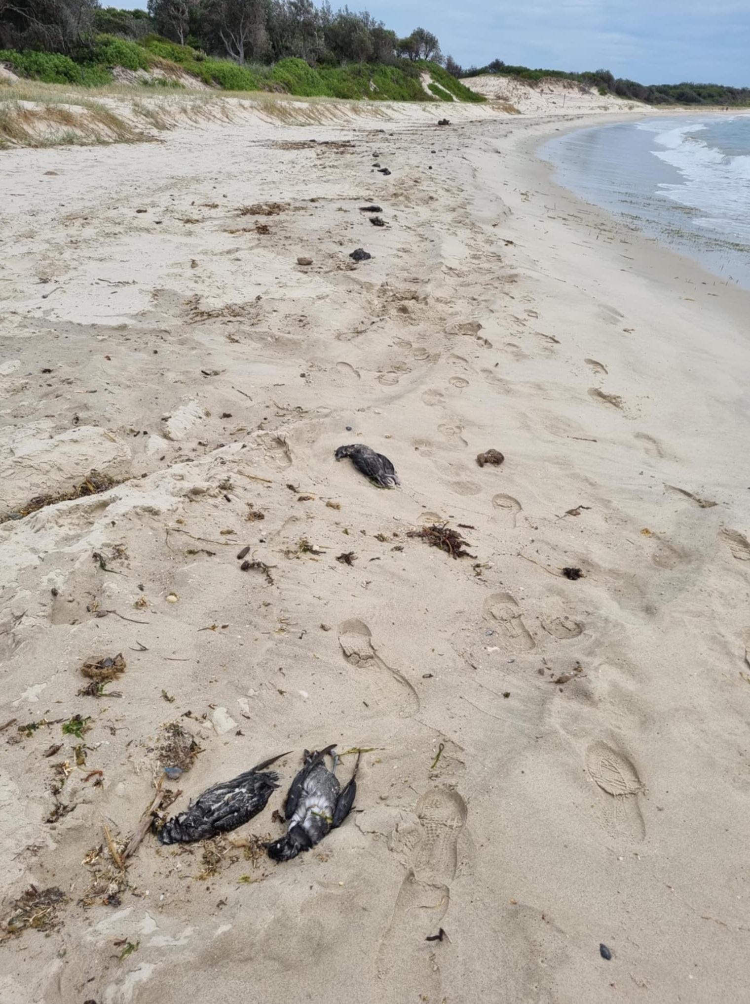 澳洲東部海灘近日發現大量短尾水薙屍體。(互聯網)