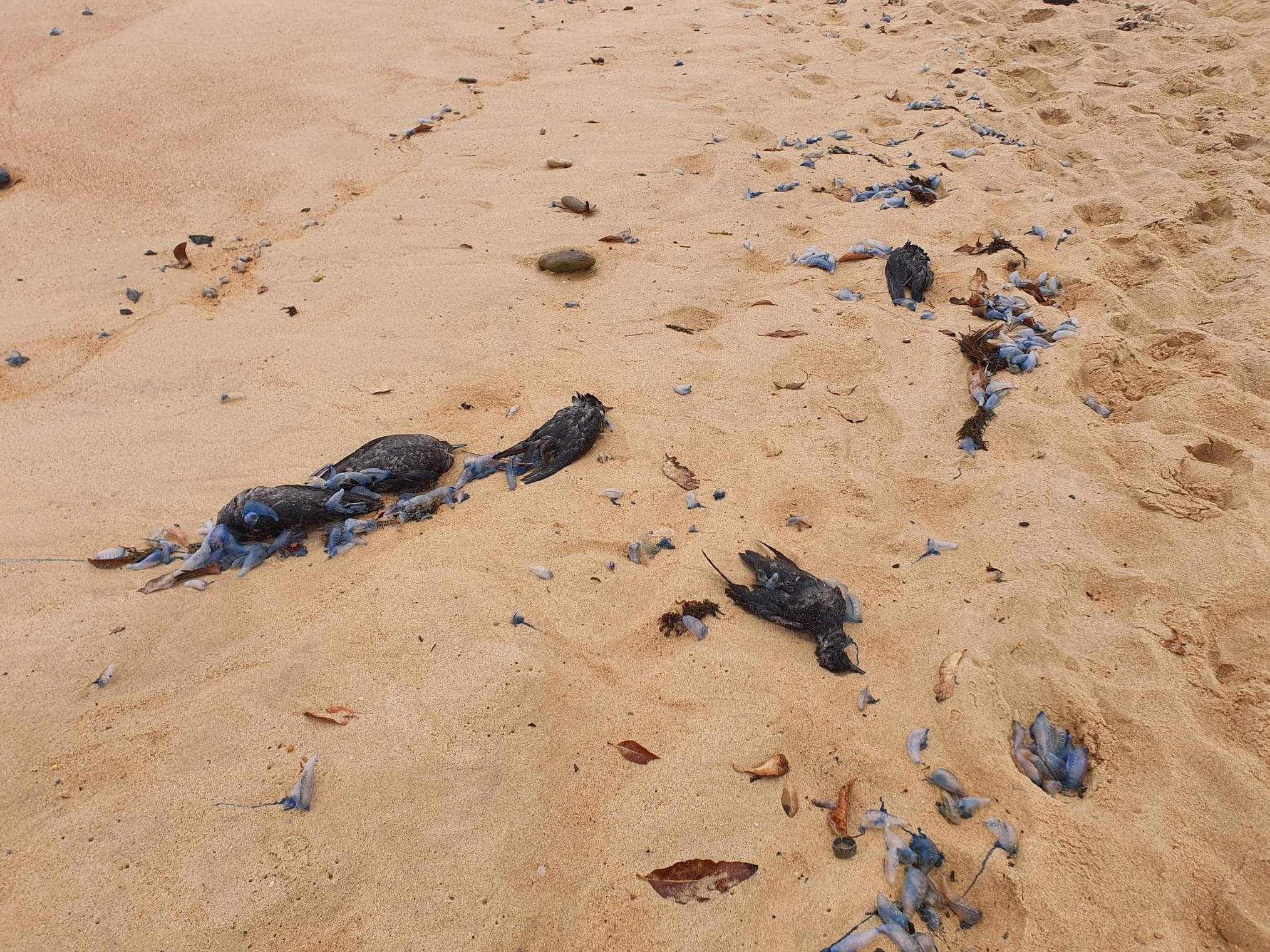 澳洲東部海灘近日發現大量短尾水薙屍體。(互聯網)