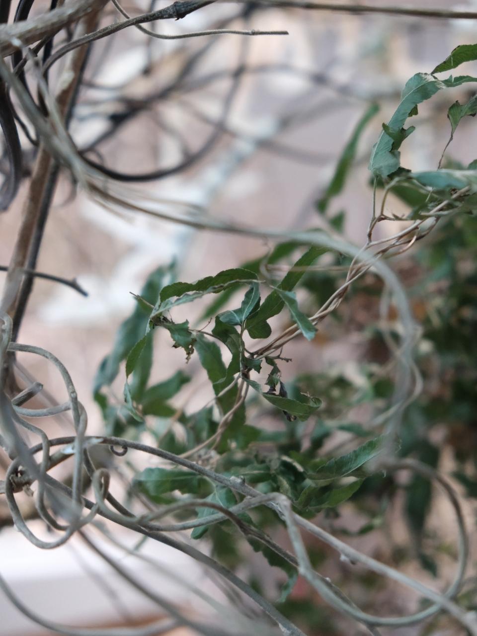 Kay最喜愛的野草之一華南海金沙有掌狀葉片。