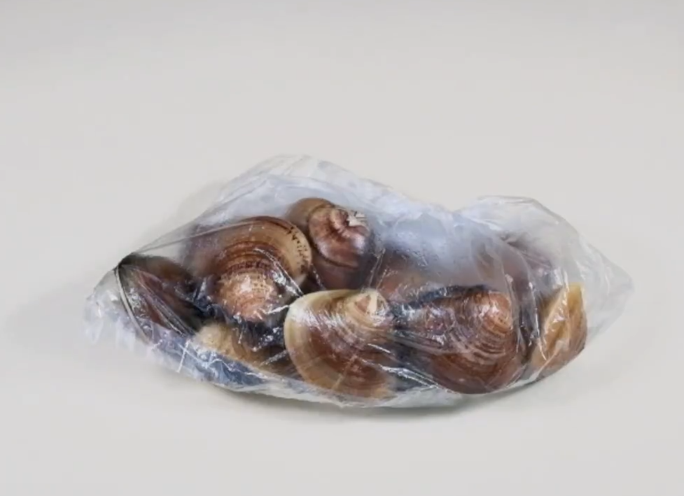 蜆類處理方法,瀝乾後放入塑膠袋中冷藏