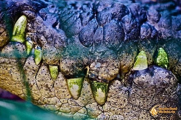 「卡修斯」的巨型牙齒。(互聯網)