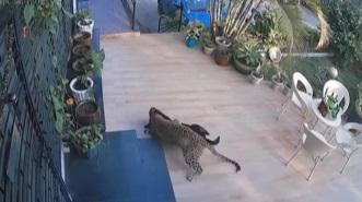 狗狗在前院閒逛,野豹突然闖入從後襲擊。(互聯網)