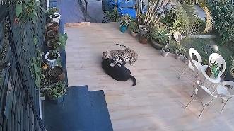 野豹咬住狗狗的頸部,狗狗仍奮力反抗。(互聯網)