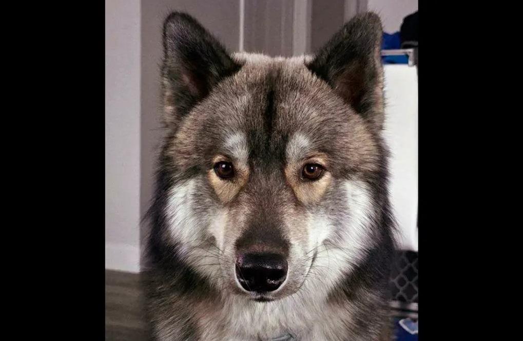 哈士奇Odin萌萌的。(互聯網)