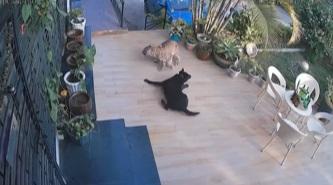 野豹被女主人的尖叫聲嚇走。(互聯網)